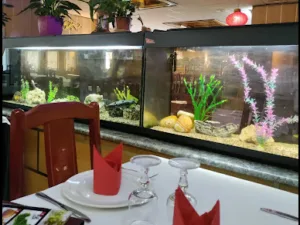 Chino Festivo