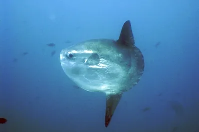 Moon Fish Pez Luna mtime20190417112759