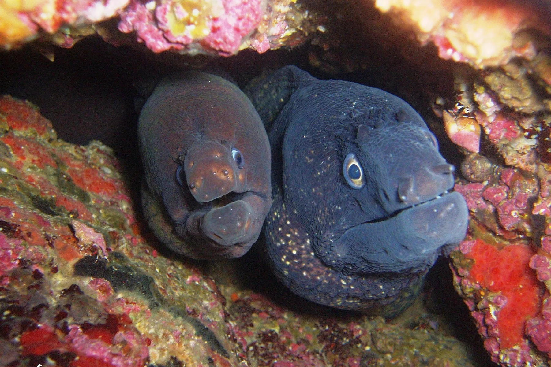 Moray eels mtime20200714102224