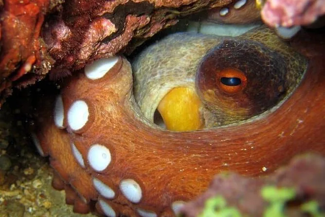 Octopus mtime20190417112821
